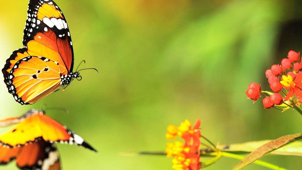 Top những hình ảnh về bươm bướm làm hình nền đẹp – Nguồn gốc, đặc điểm của loài bươm bướm - [Kích thước hình ảnh: 1024x576 px]