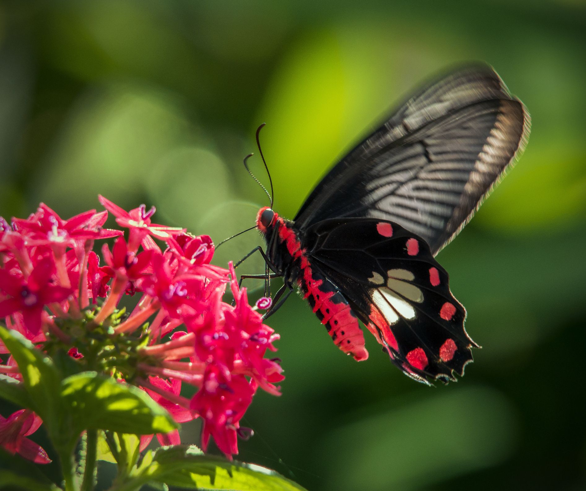 Top những hình ảnh về bươm bướm làm hình nền đẹp – Nguồn gốc, đặc điểm của loài bươm bướm - [Kích thước hình ảnh: 1893x1584 px]