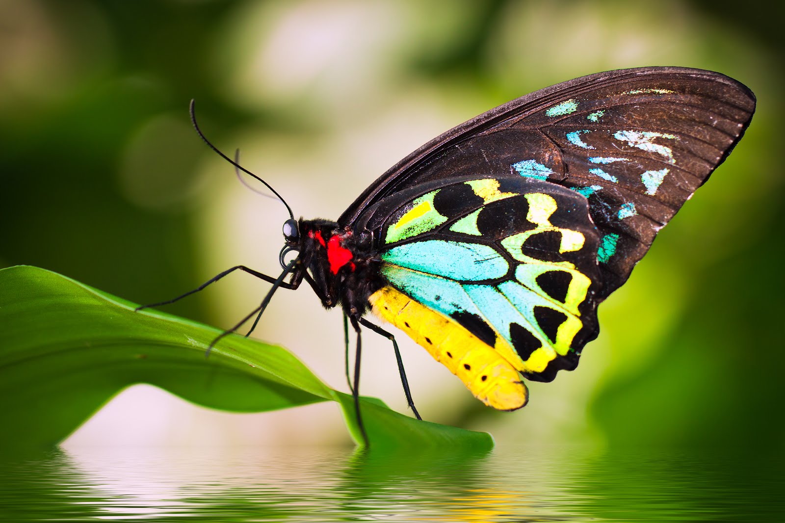 Top những hình ảnh về bươm bướm làm hình nền đẹp – Nguồn gốc, đặc điểm của loài bươm bướm - [Kích thước hình ảnh: 1600x1066 px]