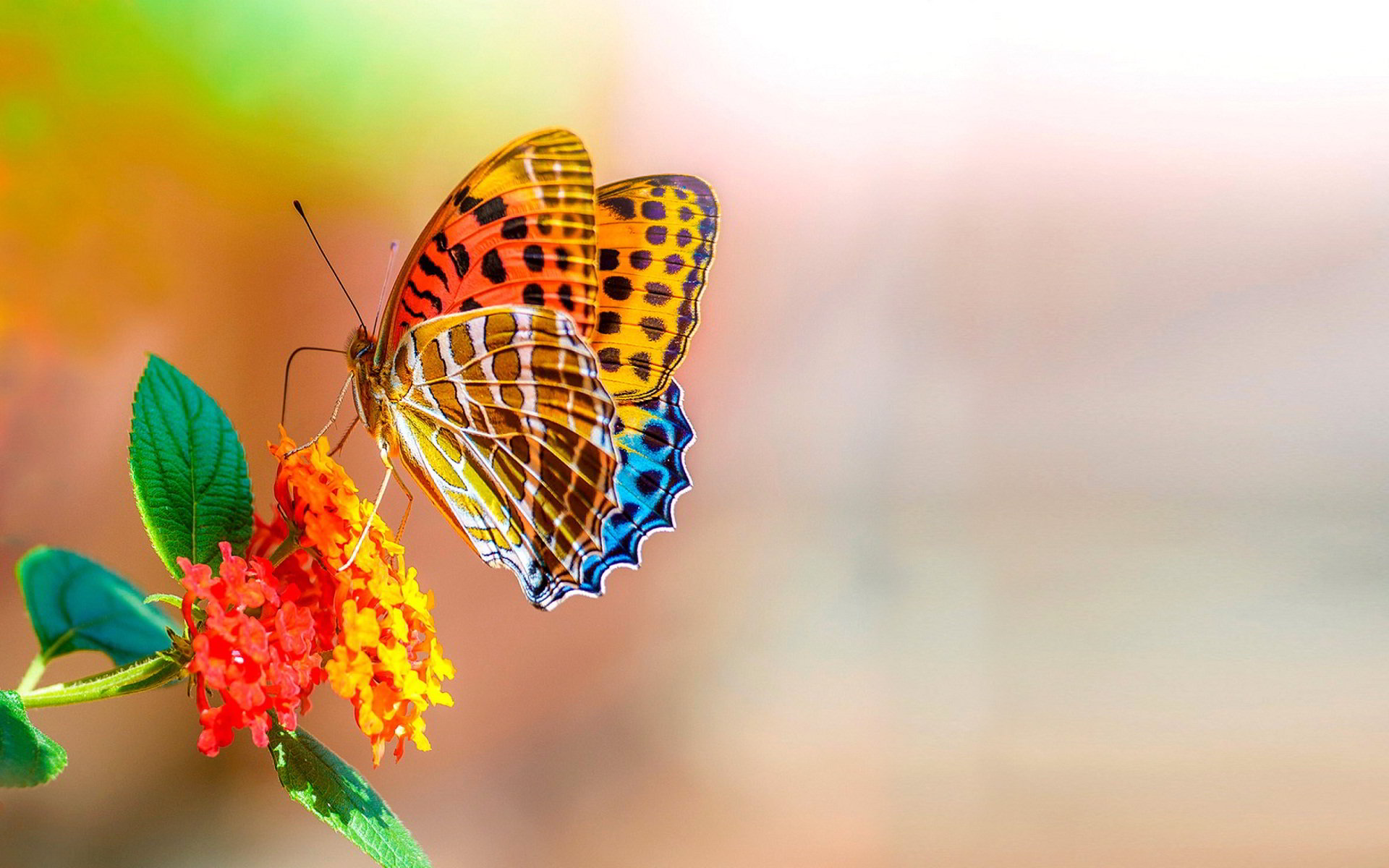 Top những hình ảnh về bươm bướm làm hình nền đẹp – Nguồn gốc, đặc điểm của loài bươm bướm - [Kích thước hình ảnh: 1920x1200 px]