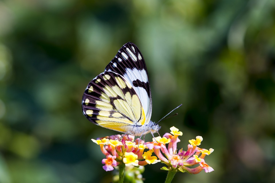 Top những hình ảnh về bươm bướm làm hình nền đẹp – Nguồn gốc, đặc điểm của loài bươm bướm - [Kích thước hình ảnh: 960x638 px]