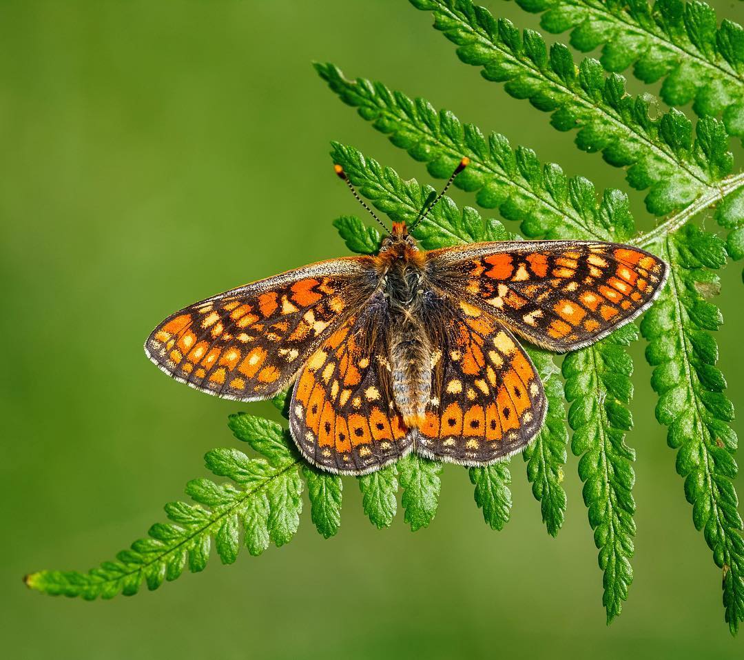 Top những hình ảnh về bươm bướm làm hình nền đẹp – Nguồn gốc, đặc điểm của loài bươm bướm - [Kích thước hình ảnh: 1080x957 px]