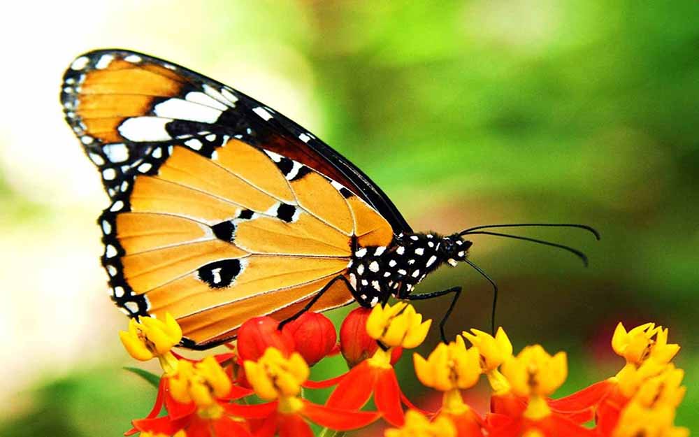 Top những hình ảnh về bươm bướm làm hình nền đẹp – Nguồn gốc, đặc điểm của loài bươm bướm - [Kích thước hình ảnh: 1000x625 px]
