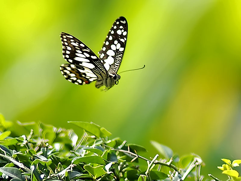 Top những hình ảnh về bươm bướm làm hình nền đẹp – Nguồn gốc, đặc điểm của loài bươm bướm - [Kích thước hình ảnh: 800x600 px]