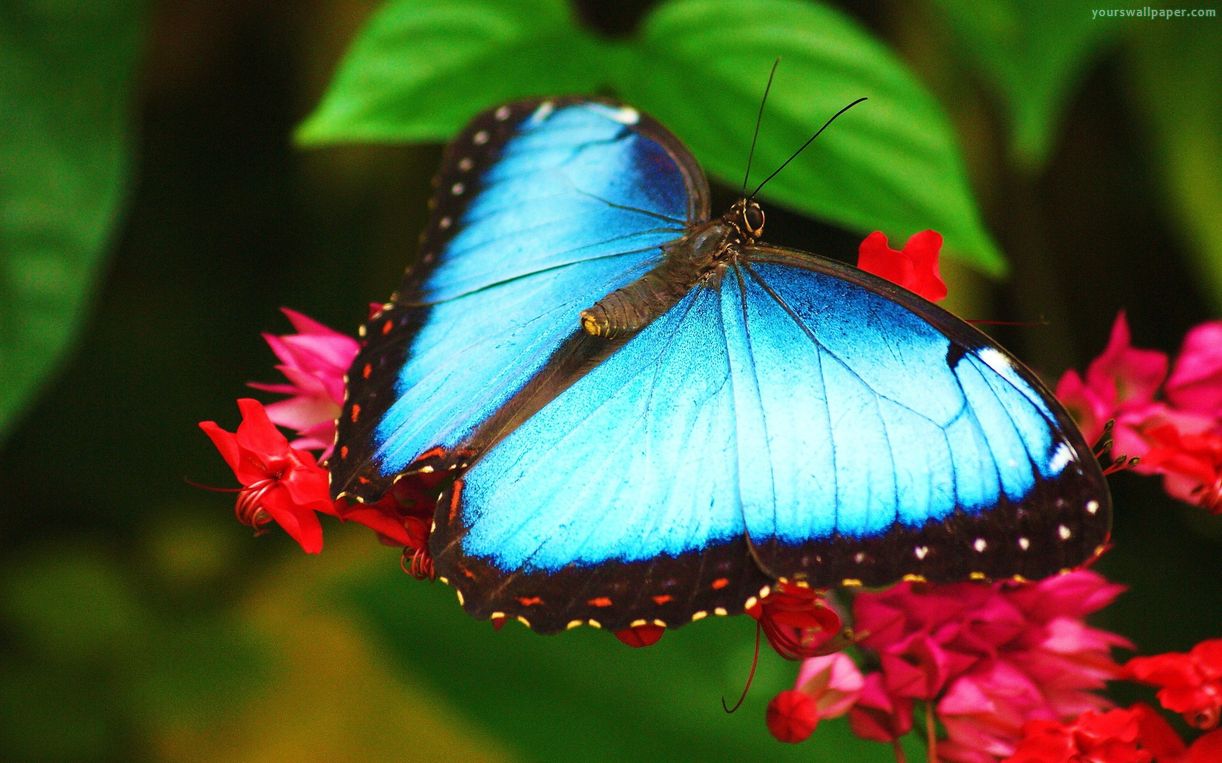Top những hình ảnh về bươm bướm làm hình nền đẹp – Nguồn gốc, đặc điểm của loài bươm bướm - [Kích thước hình ảnh: 1222x763 px]