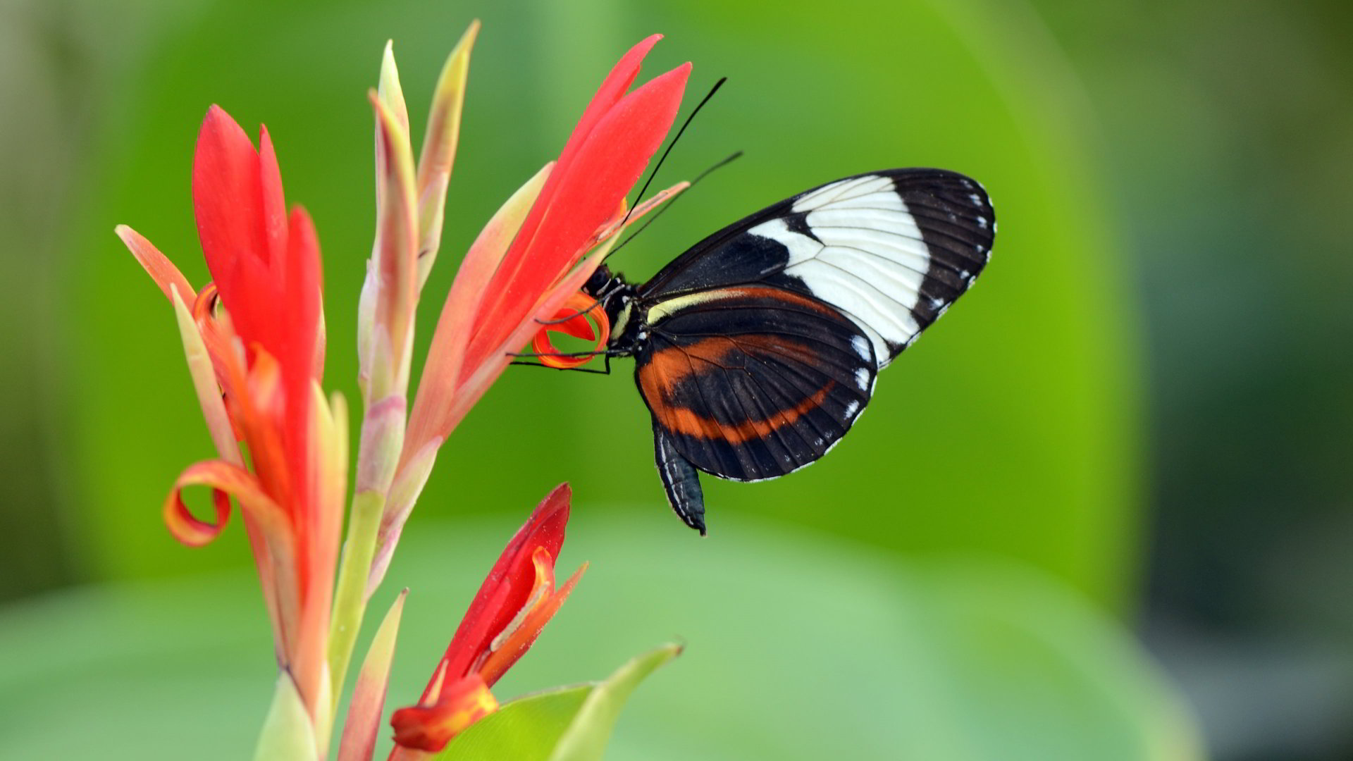 Top những hình ảnh về bươm bướm làm hình nền đẹp – Nguồn gốc, đặc điểm của loài bươm bướm - [Kích thước hình ảnh: 1920x1080 px]