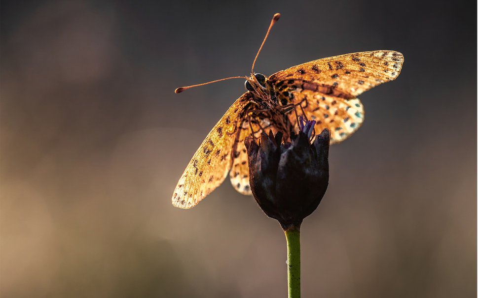 Top những hình ảnh về bươm bướm làm hình nền đẹp – Nguồn gốc, đặc điểm của loài bươm bướm - [Kích thước hình ảnh: 969x606 px]