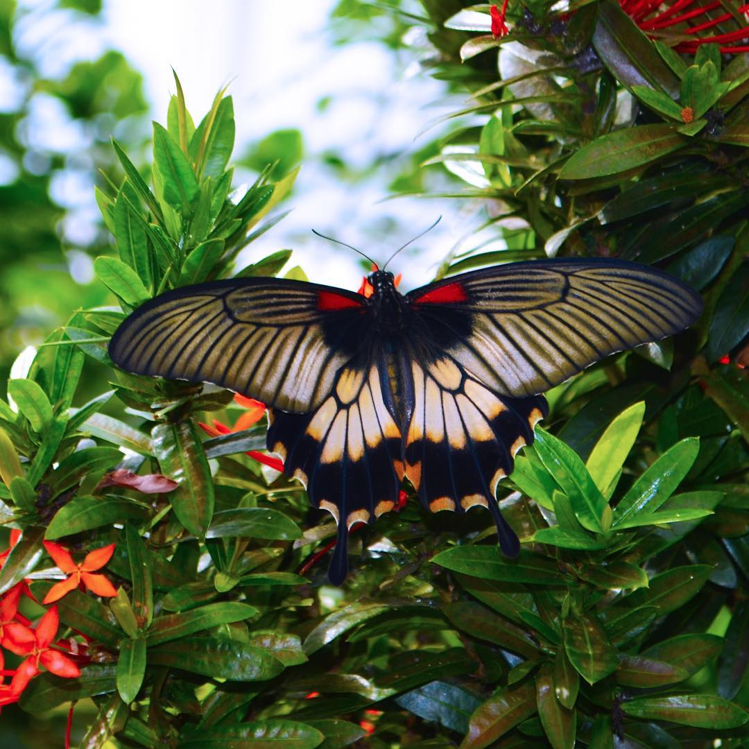 Top những hình ảnh về bươm bướm làm hình nền đẹp – Nguồn gốc, đặc điểm của loài bươm bướm - [Kích thước hình ảnh: 1080x1080 px]