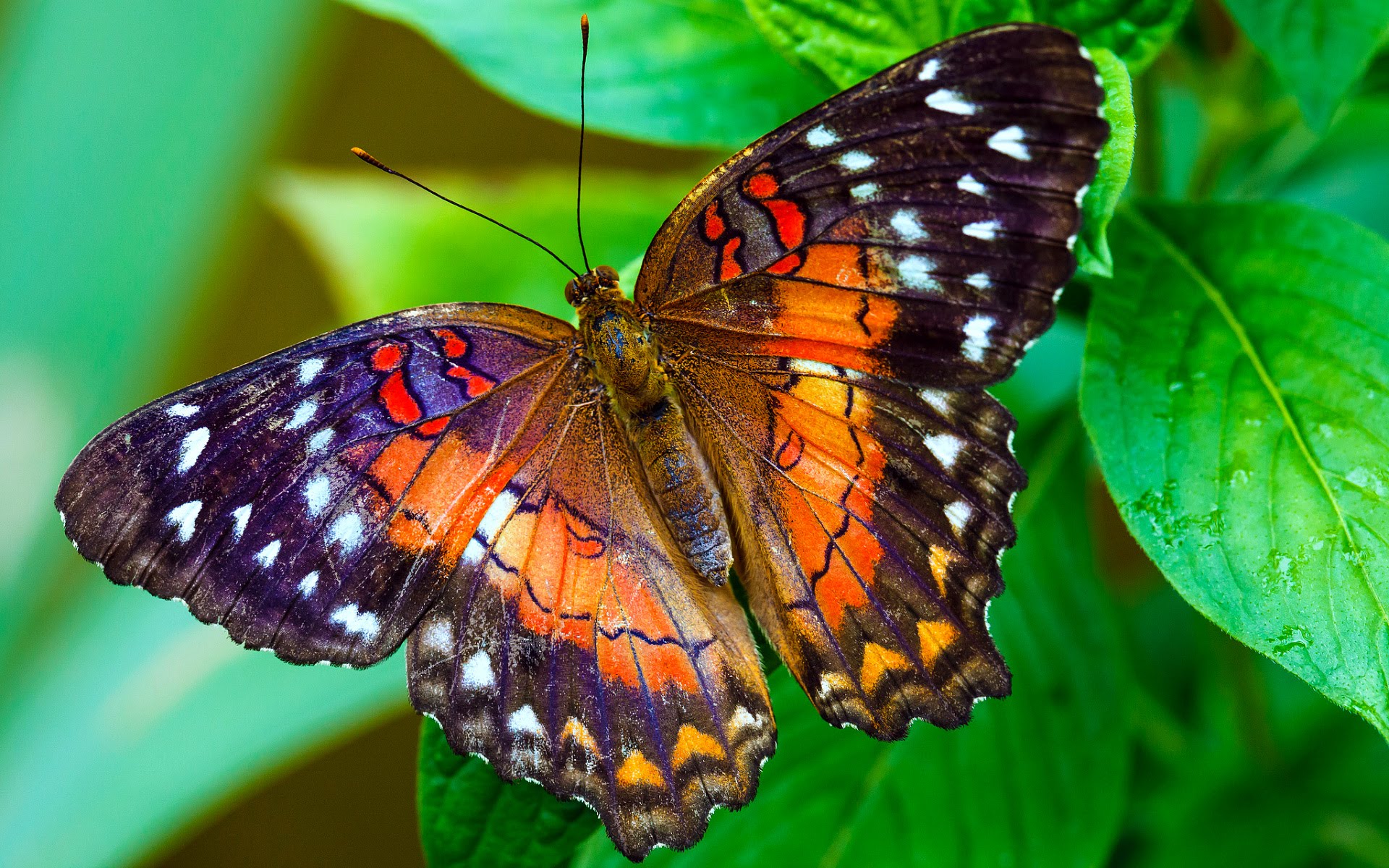 Top những hình ảnh về bươm bướm làm hình nền đẹp – Nguồn gốc, đặc điểm của loài bươm bướm - [Kích thước hình ảnh: 1920x1200 px]