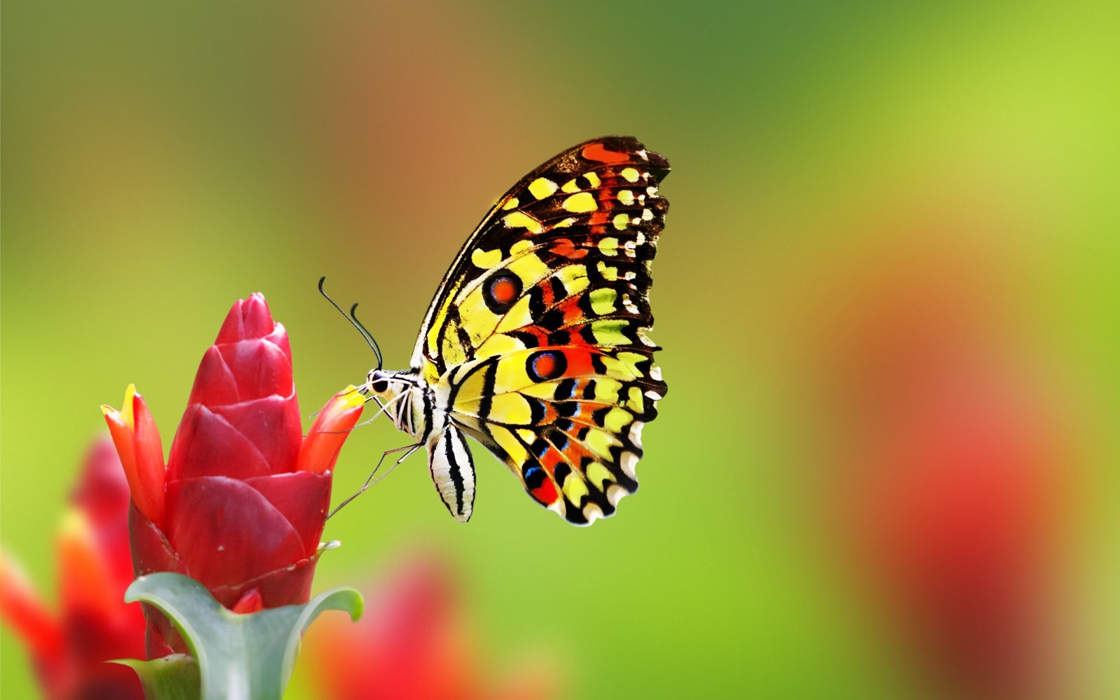 Top những hình ảnh về bươm bướm làm hình nền đẹp – Nguồn gốc, đặc điểm của loài bươm bướm - [Kích thước hình ảnh: 1600x1000 px]