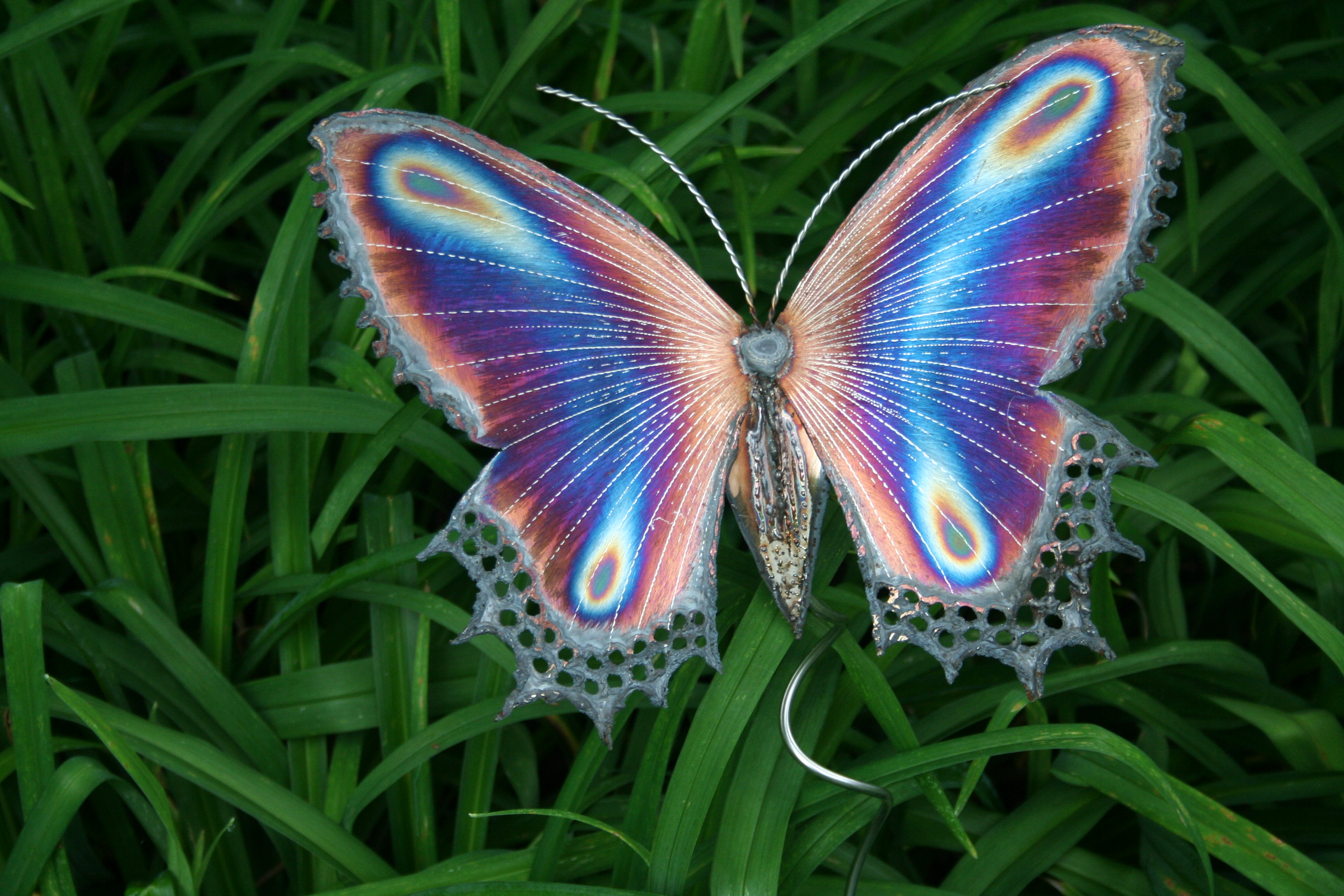 Top những hình ảnh về bươm bướm làm hình nền đẹp – Nguồn gốc, đặc điểm của loài bươm bướm - [Kích thước hình ảnh: 3456x2304 px]