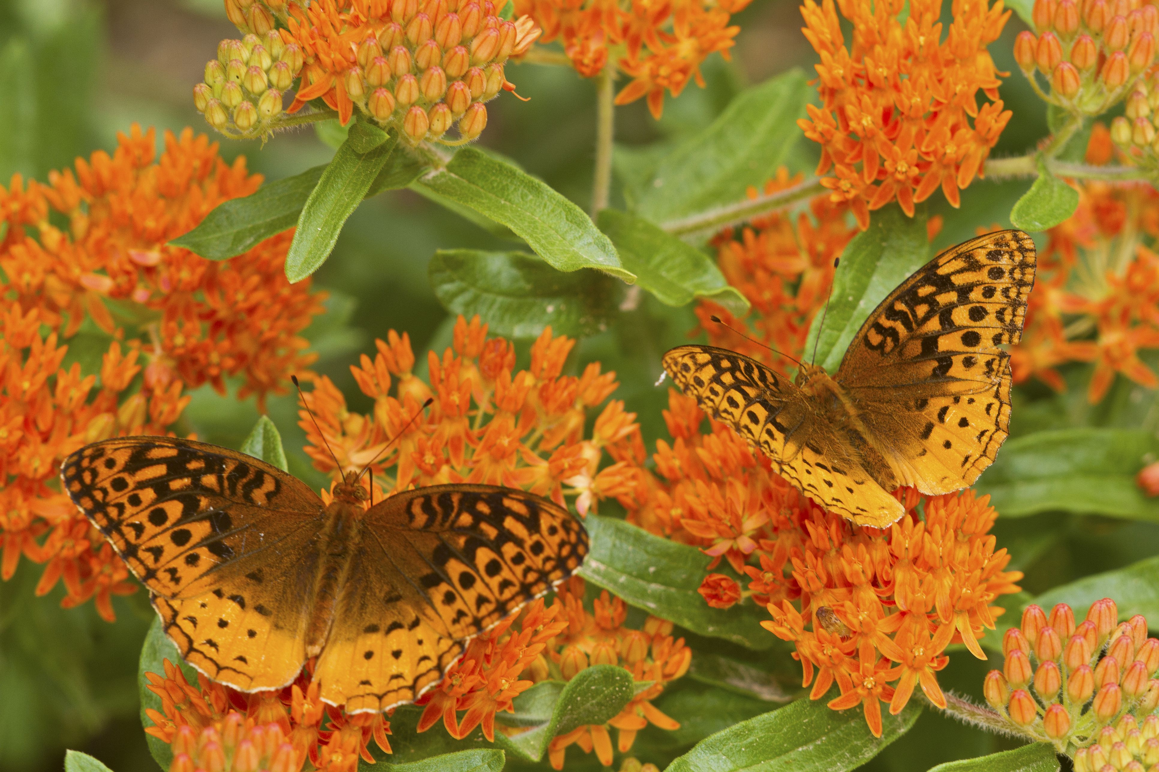 Top những hình ảnh về bươm bướm làm hình nền đẹp – Nguồn gốc, đặc điểm của loài bươm bướm - [Kích thước hình ảnh: 3865x2576 px]