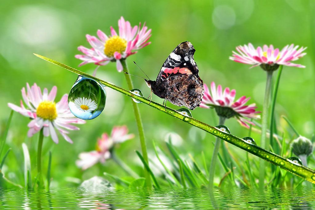 Top những hình ảnh về bươm bướm làm hình nền đẹp – Nguồn gốc, đặc điểm của loài bươm bướm - [Kích thước hình ảnh: 1024x683 px]