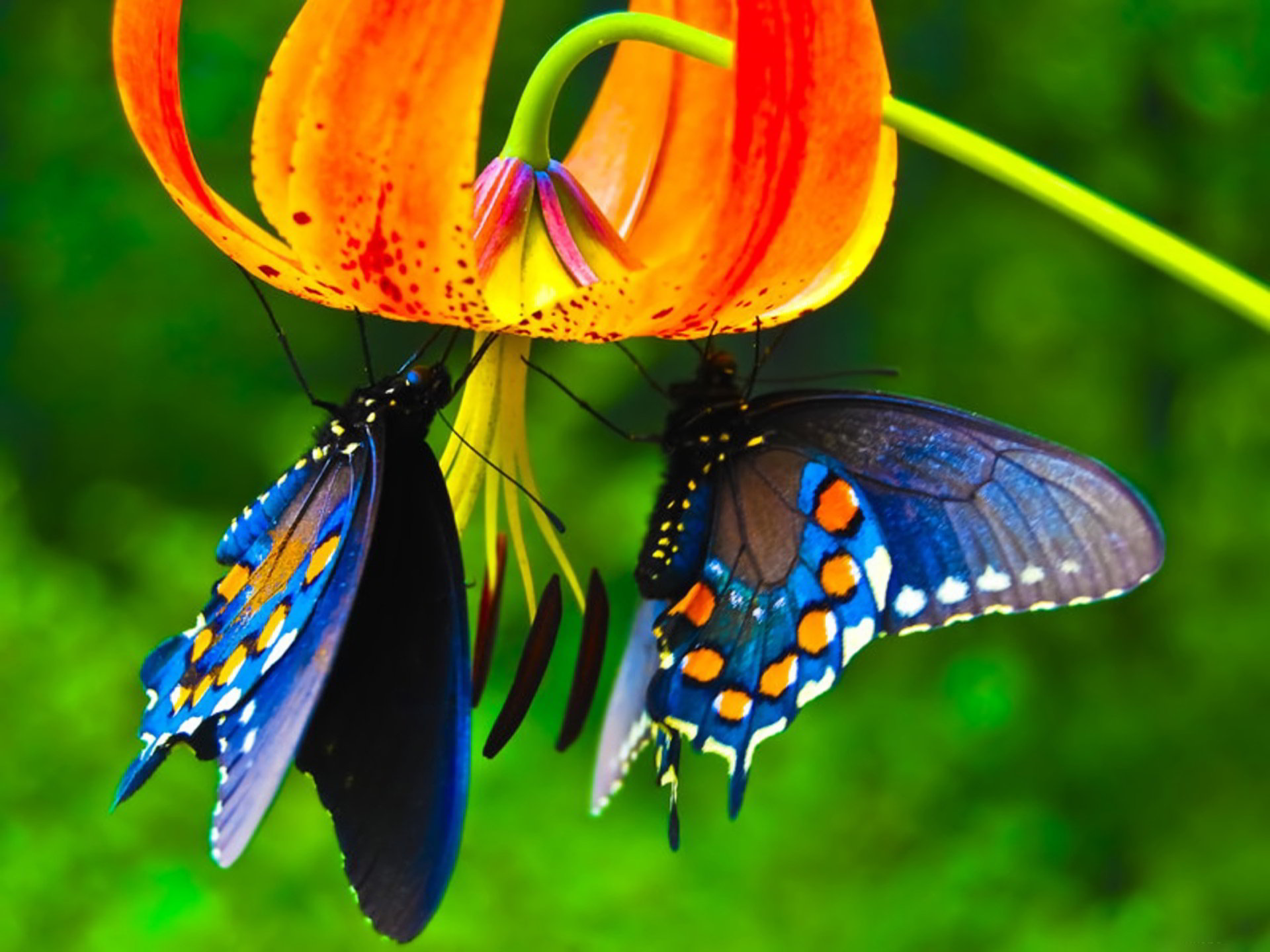 Top những hình ảnh về bươm bướm làm hình nền đẹp – Nguồn gốc, đặc điểm của loài bươm bướm - [Kích thước hình ảnh: 1920x1440 px]