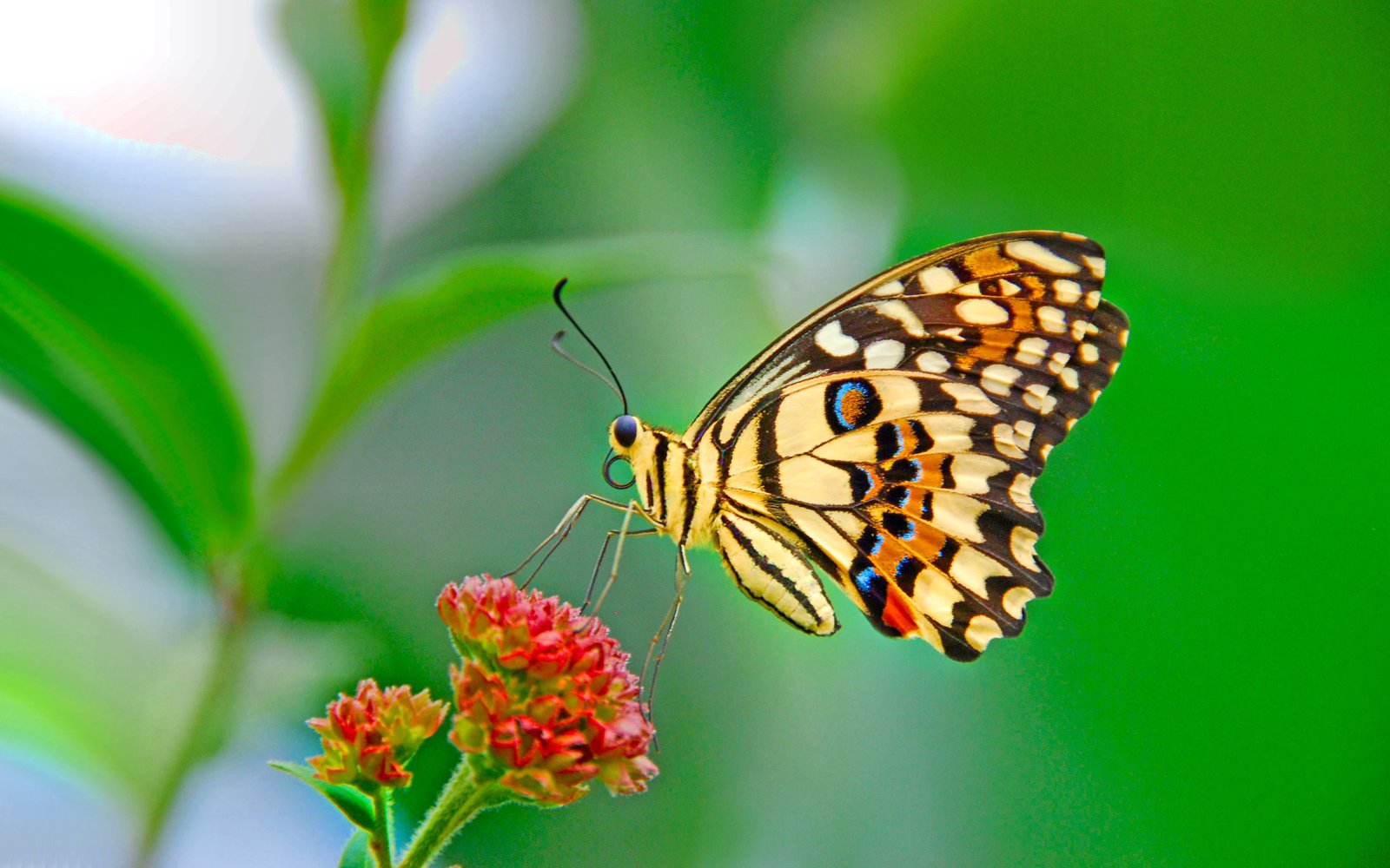 Top những hình ảnh về bươm bướm làm hình nền đẹp – Nguồn gốc, đặc điểm của loài bươm bướm - [Kích thước hình ảnh: 1600x1000 px]