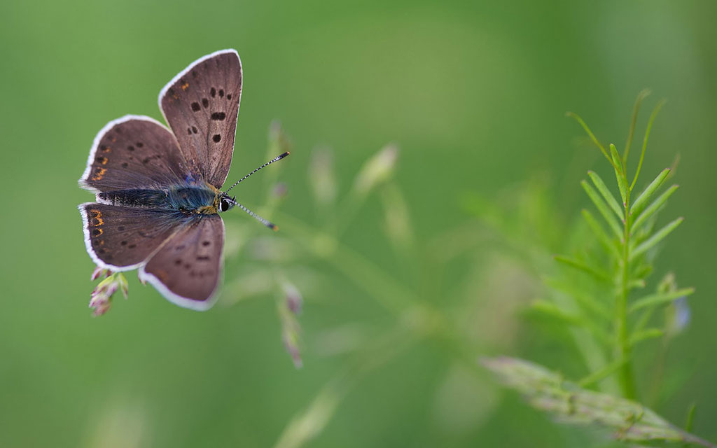 Top những hình ảnh về bươm bướm làm hình nền đẹp – Nguồn gốc, đặc điểm của loài bươm bướm - [Kích thước hình ảnh: 1024x640 px]