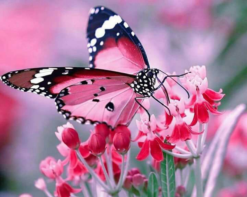 Top những hình ảnh về bươm bướm làm hình nền đẹp – Nguồn gốc, đặc điểm của loài bươm bướm - [Kích thước hình ảnh: 800x640 px]