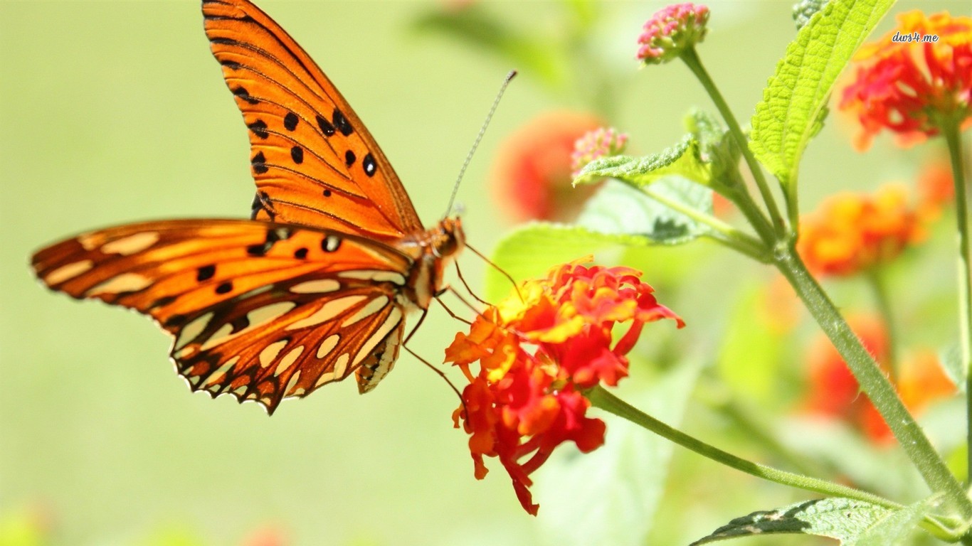 Top những hình ảnh về bươm bướm làm hình nền đẹp – Nguồn gốc, đặc điểm của loài bươm bướm - [Kích thước hình ảnh: 1366x768 px]