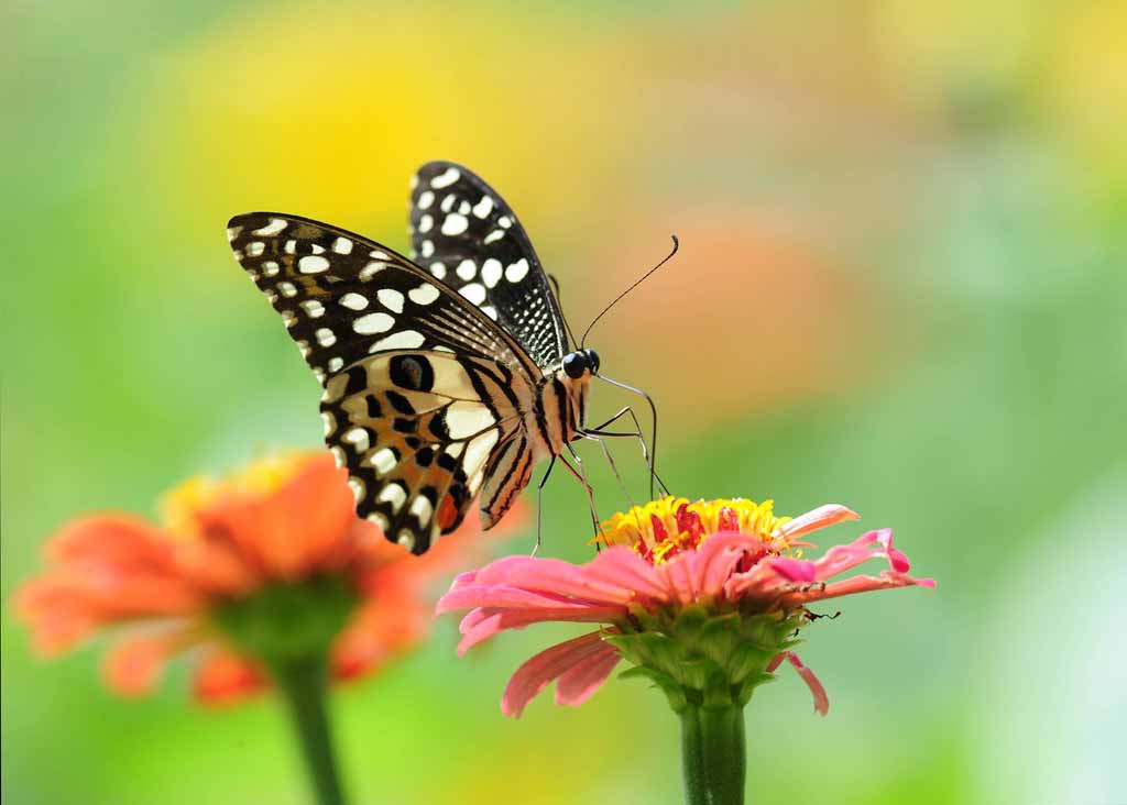Top những hình ảnh về bươm bướm làm hình nền đẹp – Nguồn gốc, đặc điểm của loài bươm bướm - [Kích thước hình ảnh: 1024x732 px]