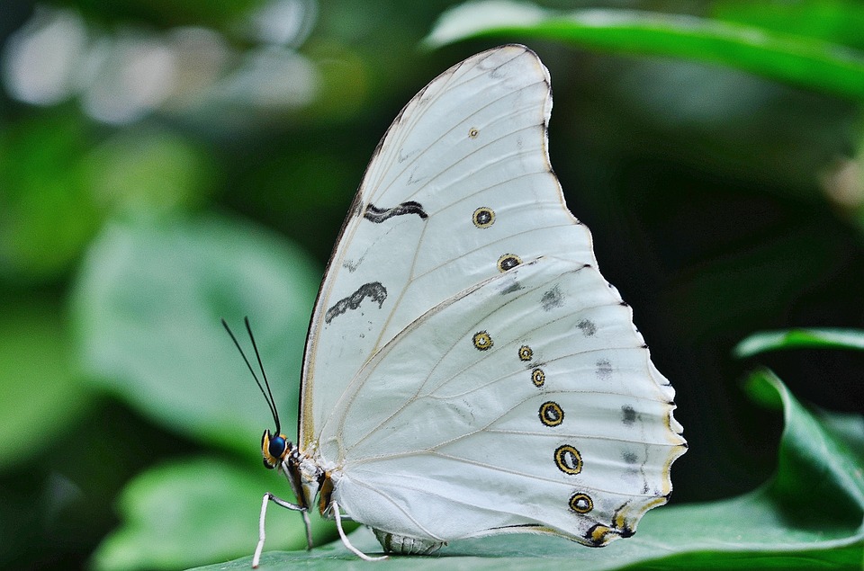 Top những hình ảnh về bươm bướm làm hình nền đẹp – Nguồn gốc, đặc điểm của loài bươm bướm - [Kích thước hình ảnh: 960x635 px]