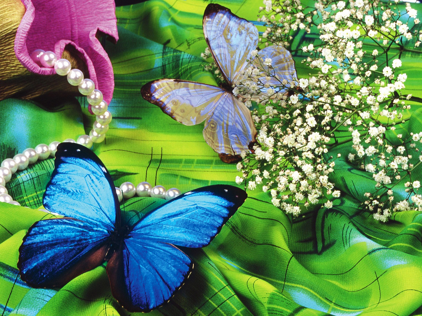 Top những hình ảnh về bươm bướm làm hình nền đẹp – Nguồn gốc, đặc điểm của loài bươm bướm - [Kích thước hình ảnh: 1440x1080 px]