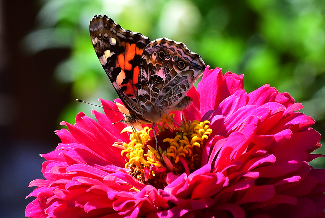 Top những hình ảnh về bươm bướm làm hình nền đẹp – Nguồn gốc, đặc điểm của loài bươm bướm - [Kích thước hình ảnh: 1100x740 px]