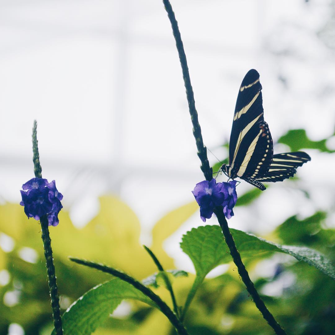 Top những hình ảnh về bươm bướm làm hình nền đẹp – Nguồn gốc, đặc điểm của loài bươm bướm - [Kích thước hình ảnh: 1080x1080 px]