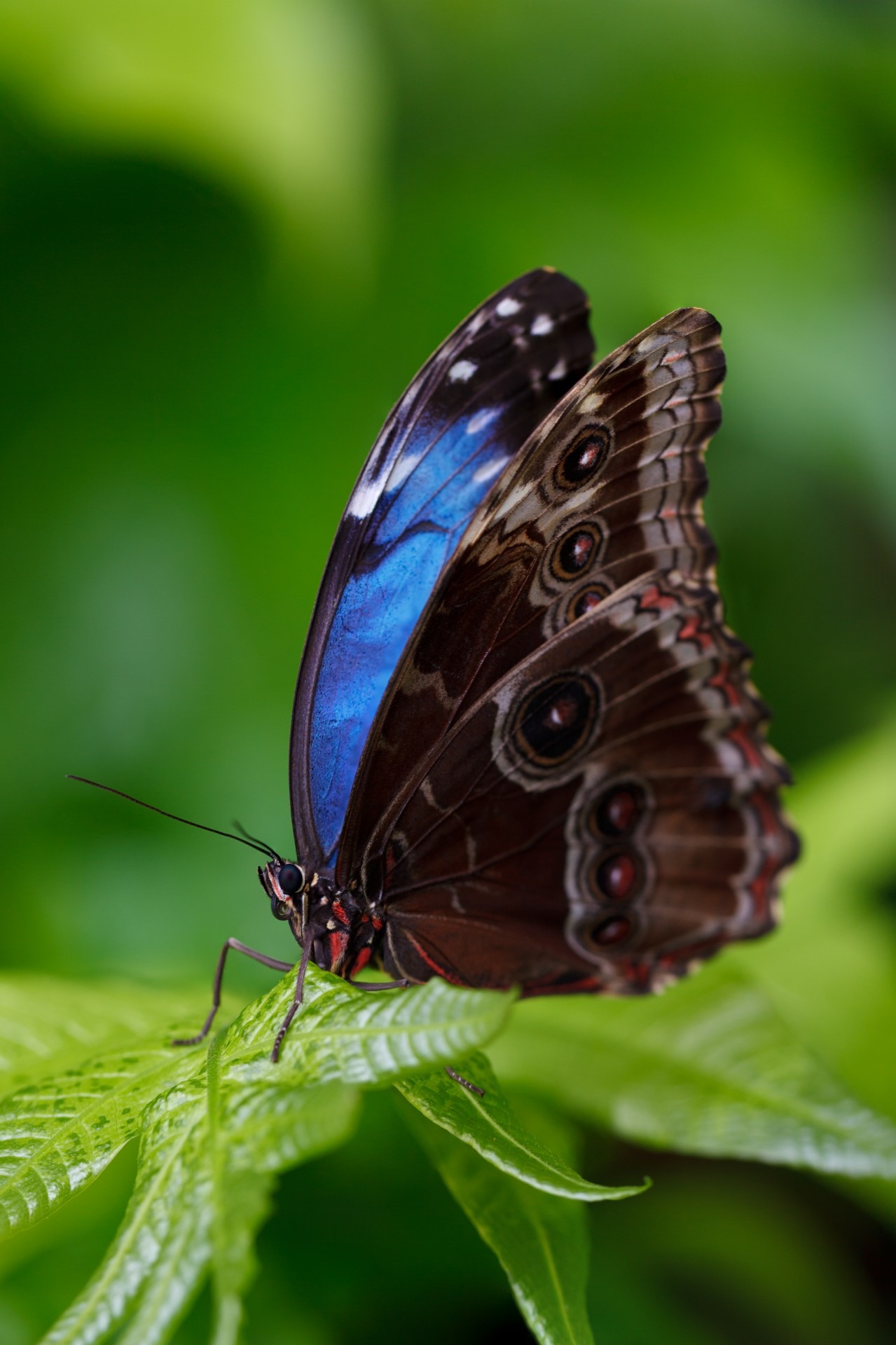 Top những hình ảnh về bươm bướm làm hình nền đẹp – Nguồn gốc, đặc điểm của loài bươm bướm - [Kích thước hình ảnh: 1279x1920 px]