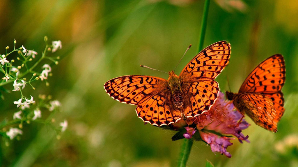 Top những hình ảnh về bươm bướm làm hình nền đẹp – Nguồn gốc, đặc điểm của loài bươm bướm - [Kích thước hình ảnh: 1024x576 px]