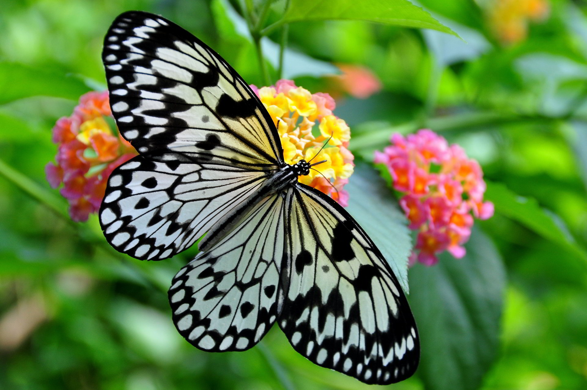Top những hình ảnh về bươm bướm làm hình nền đẹp – Nguồn gốc, đặc điểm của loài bươm bướm - [Kích thước hình ảnh: 1920x1275 px]