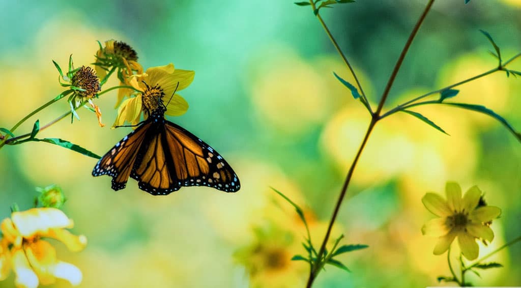 Top những hình ảnh về bươm bướm làm hình nền đẹp – Nguồn gốc, đặc điểm của loài bươm bướm - [Kích thước hình ảnh: 1024x566 px]