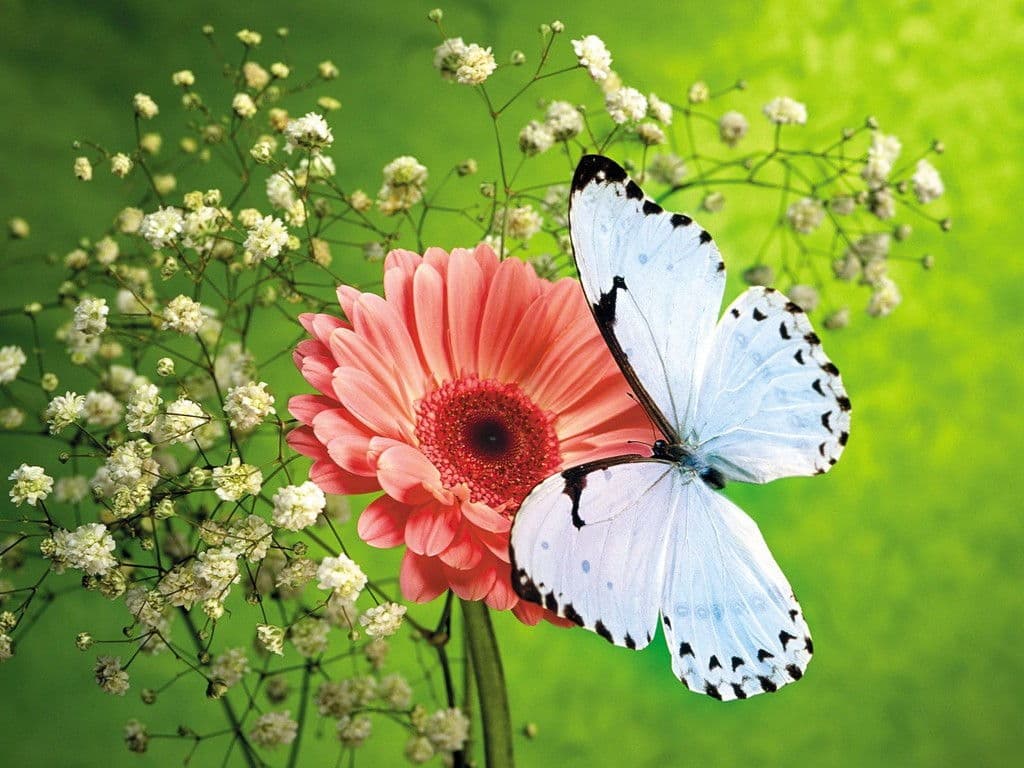 Top những hình ảnh về bươm bướm làm hình nền đẹp – Nguồn gốc, đặc điểm của loài bươm bướm - [Kích thước hình ảnh: 1024x768 px]