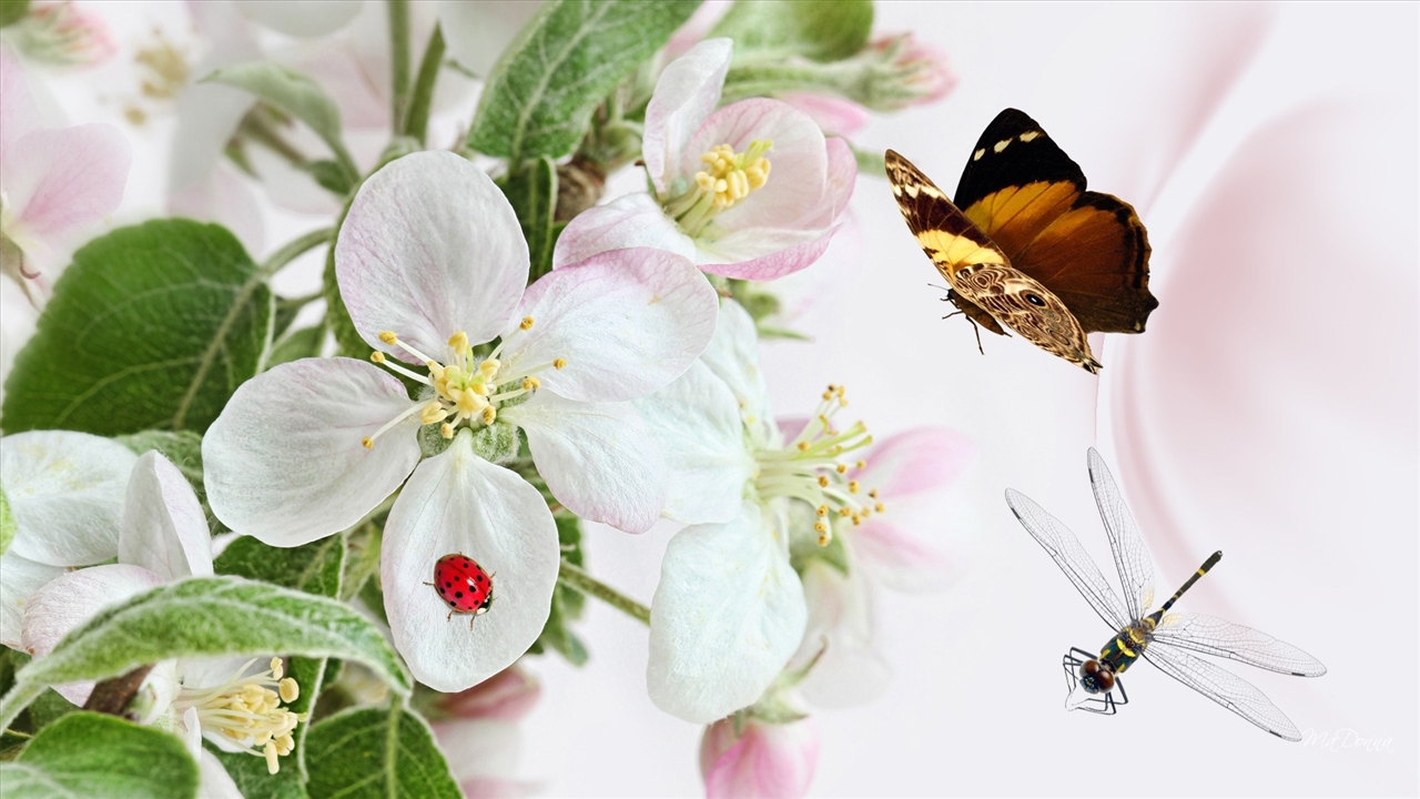 Top những hình ảnh về bươm bướm làm hình nền đẹp – Nguồn gốc, đặc điểm của loài bươm bướm - [Kích thước hình ảnh: 1280x720 px]
