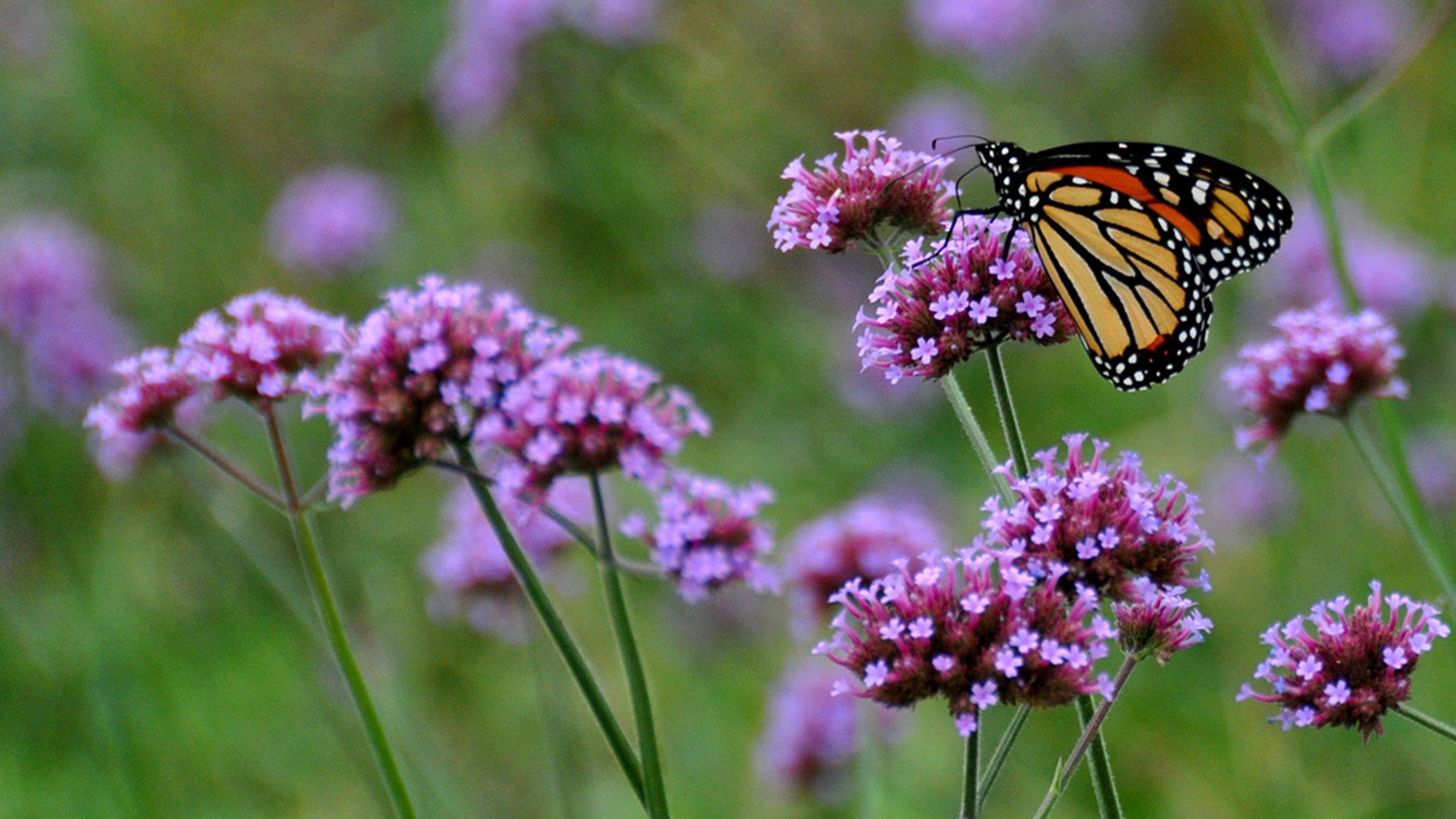 Top những hình ảnh về bươm bướm làm hình nền đẹp – Nguồn gốc, đặc điểm của loài bươm bướm - [Kích thước hình ảnh: 2304x1296 px]