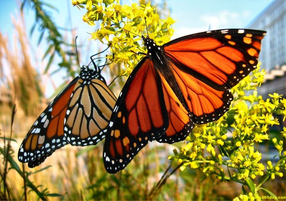 Top những hình ảnh về bươm bướm làm hình nền đẹp – Nguồn gốc, đặc điểm của loài bươm bướm - [Kích thước hình ảnh: 960x674 px]