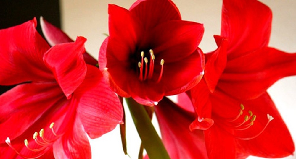 Top 50 hình ảnh hoa huệ đẹp nhất thế giới nhìn là mê - [Kích thước hình ảnh: 1000x538 px]
