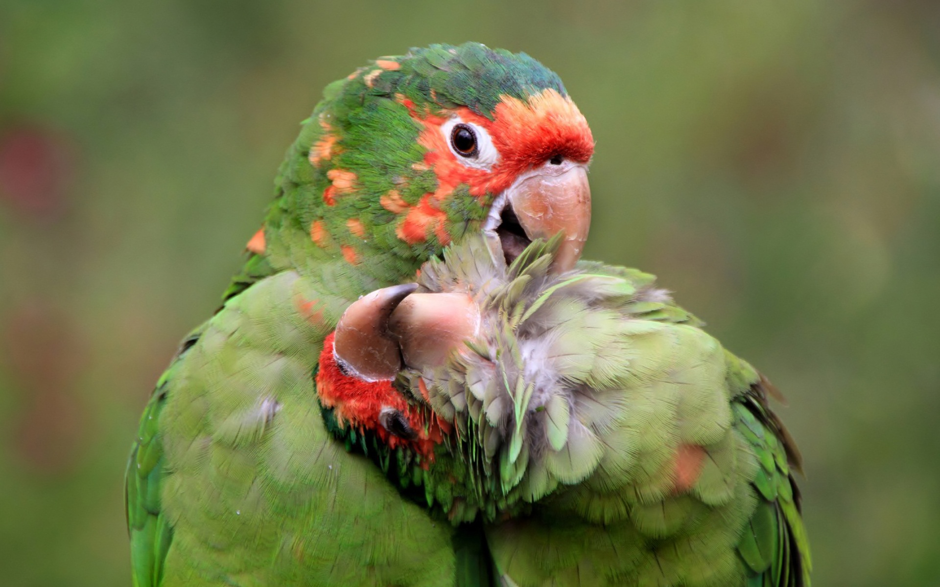 Tuyển chọn hình nền các loài chim đẹp nhất thế giới - [Kích thước hình ảnh: 1920x1200 px]