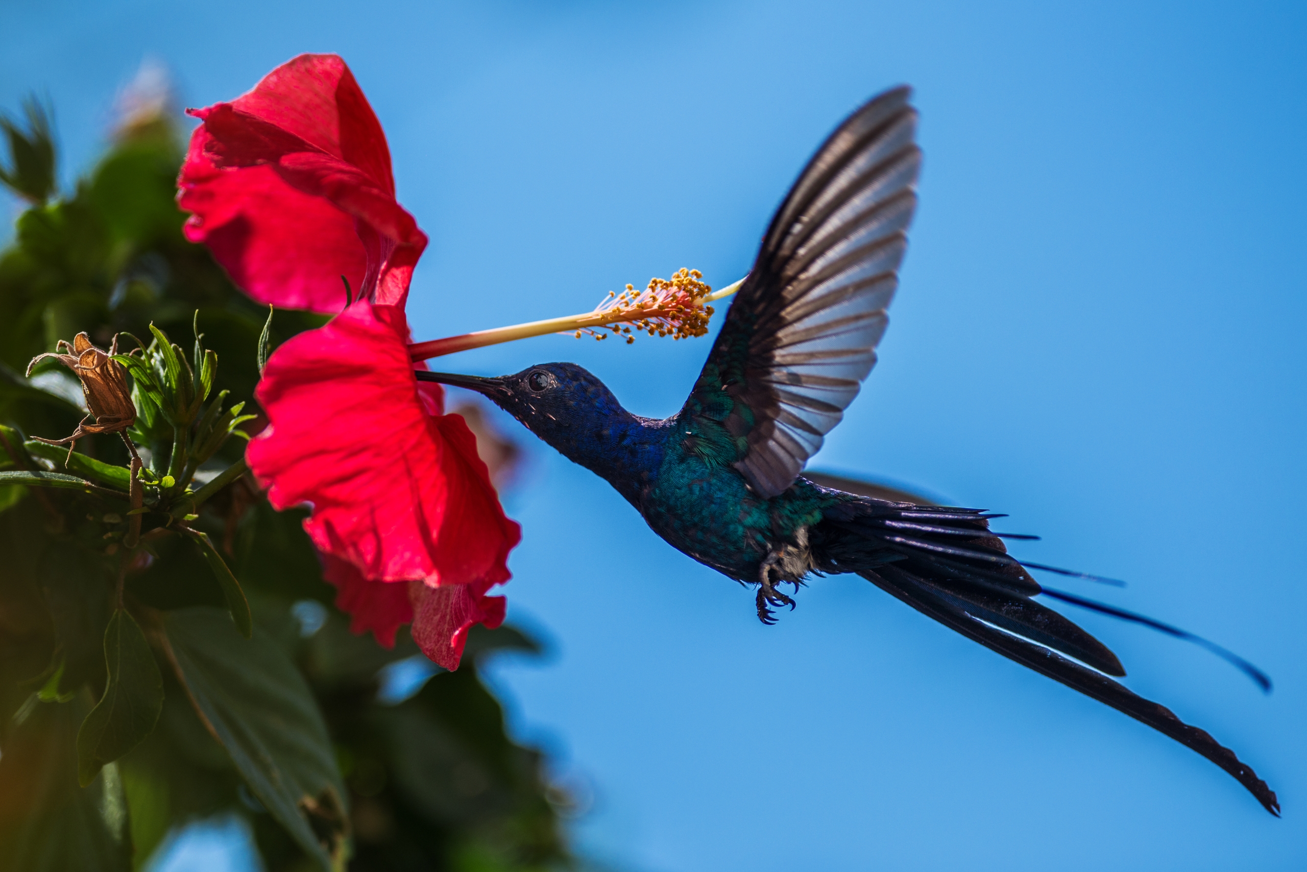 Tuyển chọn hình nền các loài chim đẹp nhất thế giới - [Kích thước hình ảnh: 2560x1709 px]