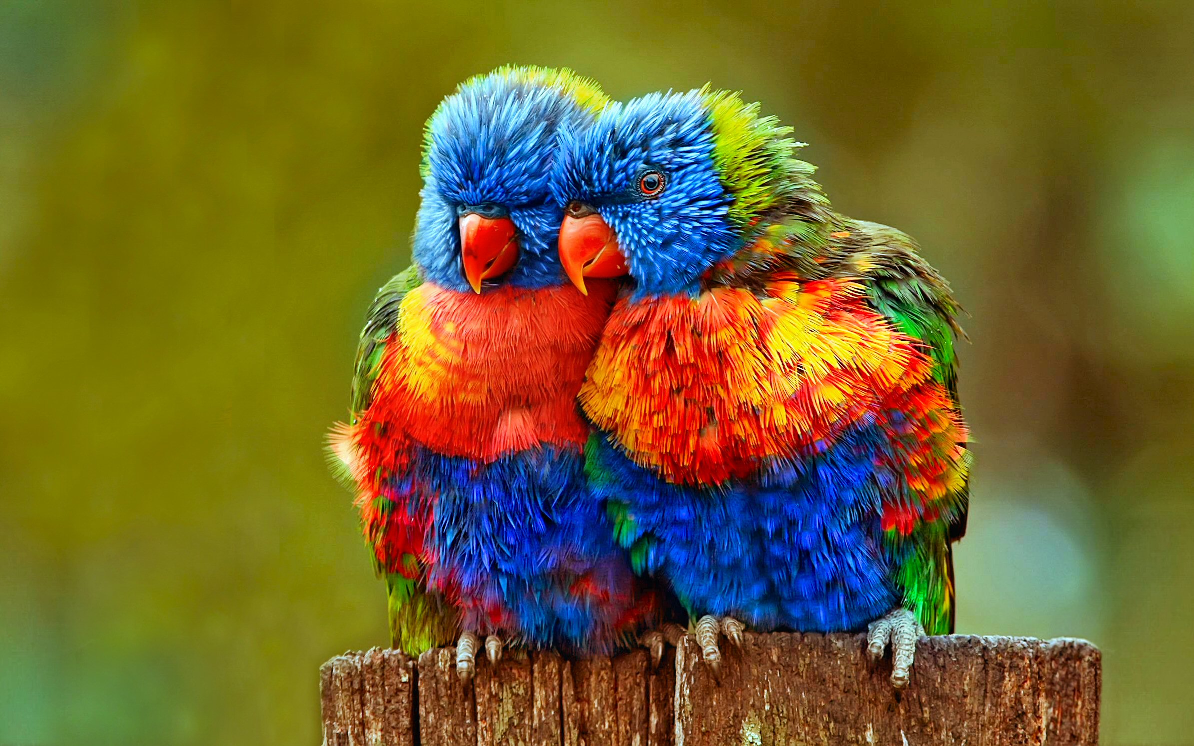 Tuyển chọn hình nền các loài chim đẹp nhất thế giới - [Kích thước hình ảnh: 2389x1493 px]