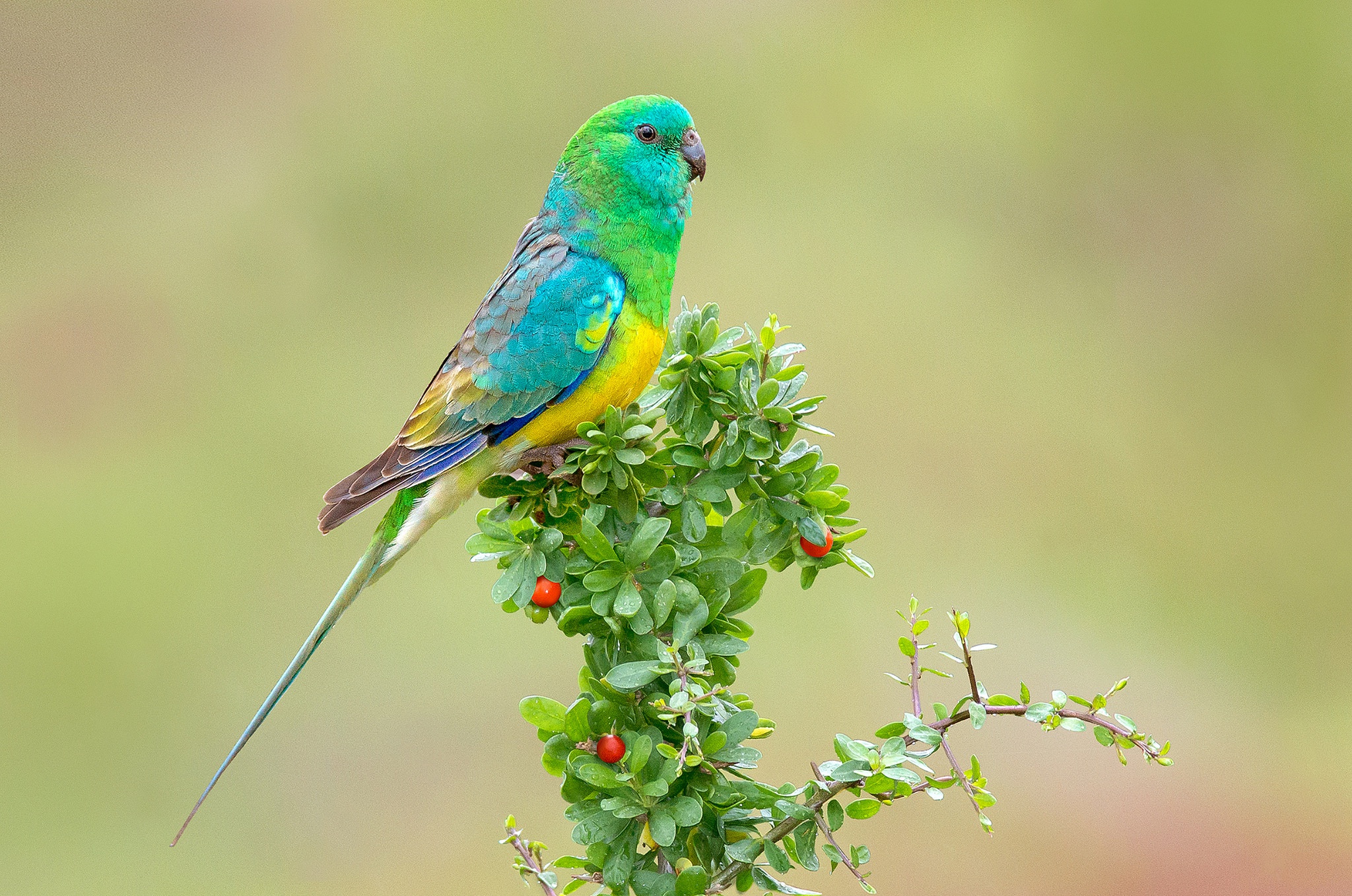 Tuyển chọn hình nền các loài chim đẹp nhất thế giới - [Kích thước hình ảnh: 2048x1359 px]