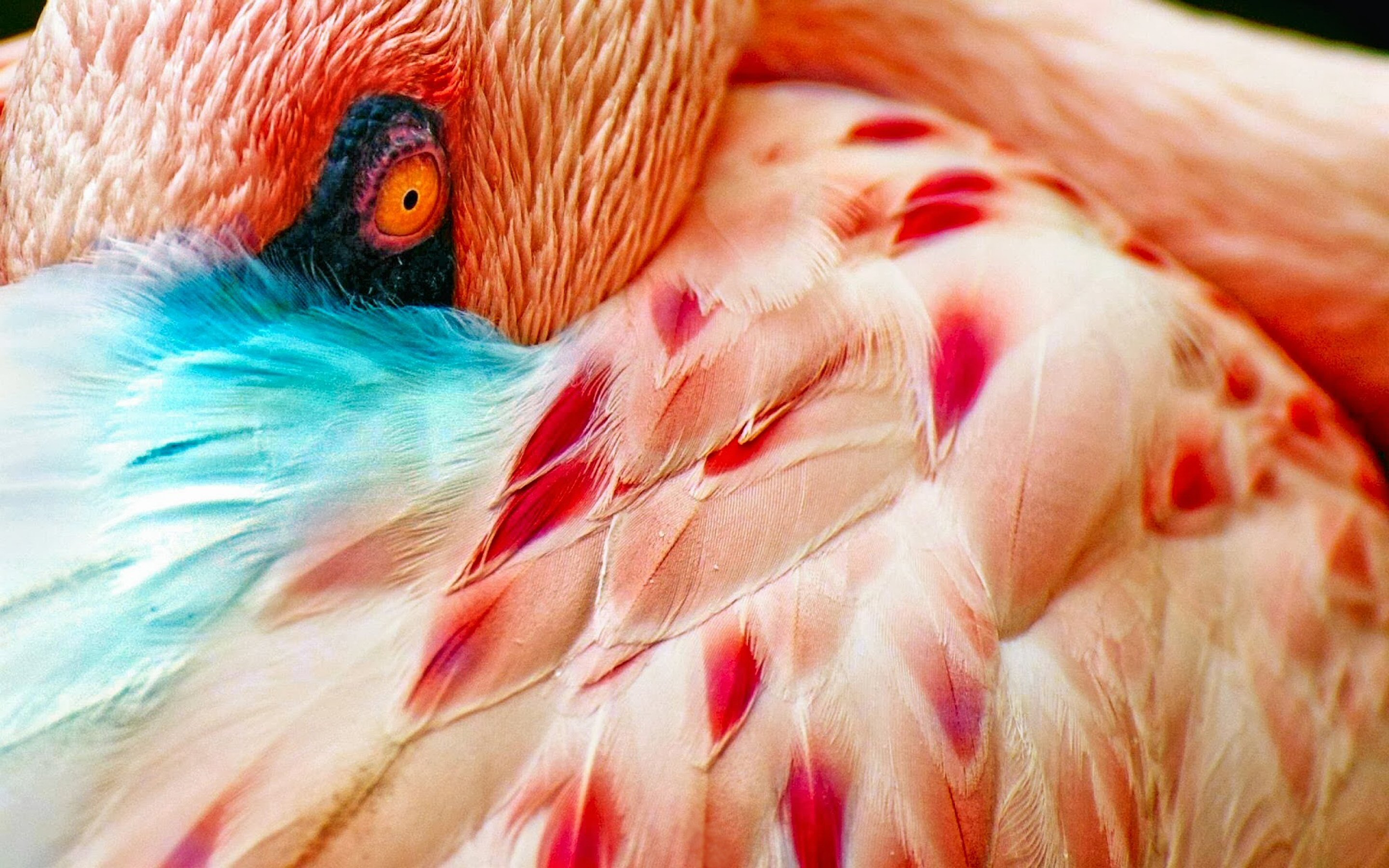 Tuyển chọn hình nền các loài chim đẹp nhất thế giới - [Kích thước hình ảnh: 2880x1800 px]