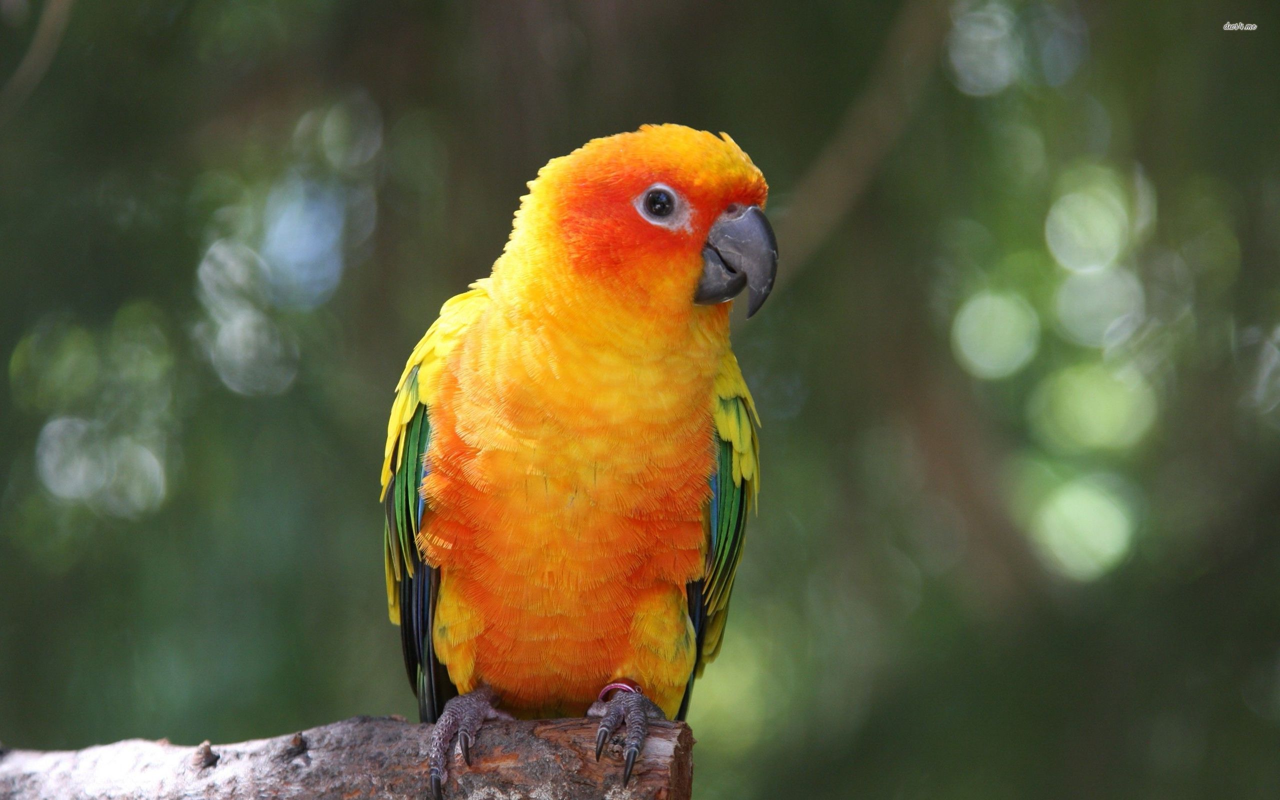 Tuyển chọn hình nền các loài chim đẹp nhất thế giới - [Kích thước hình ảnh: 2560x1600 px]
