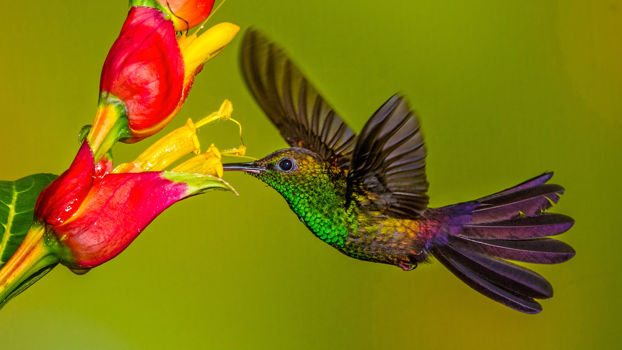 Tuyển chọn hình nền các loài chim đẹp nhất thế giới - [Kích thước hình ảnh: 2048x1152 px]