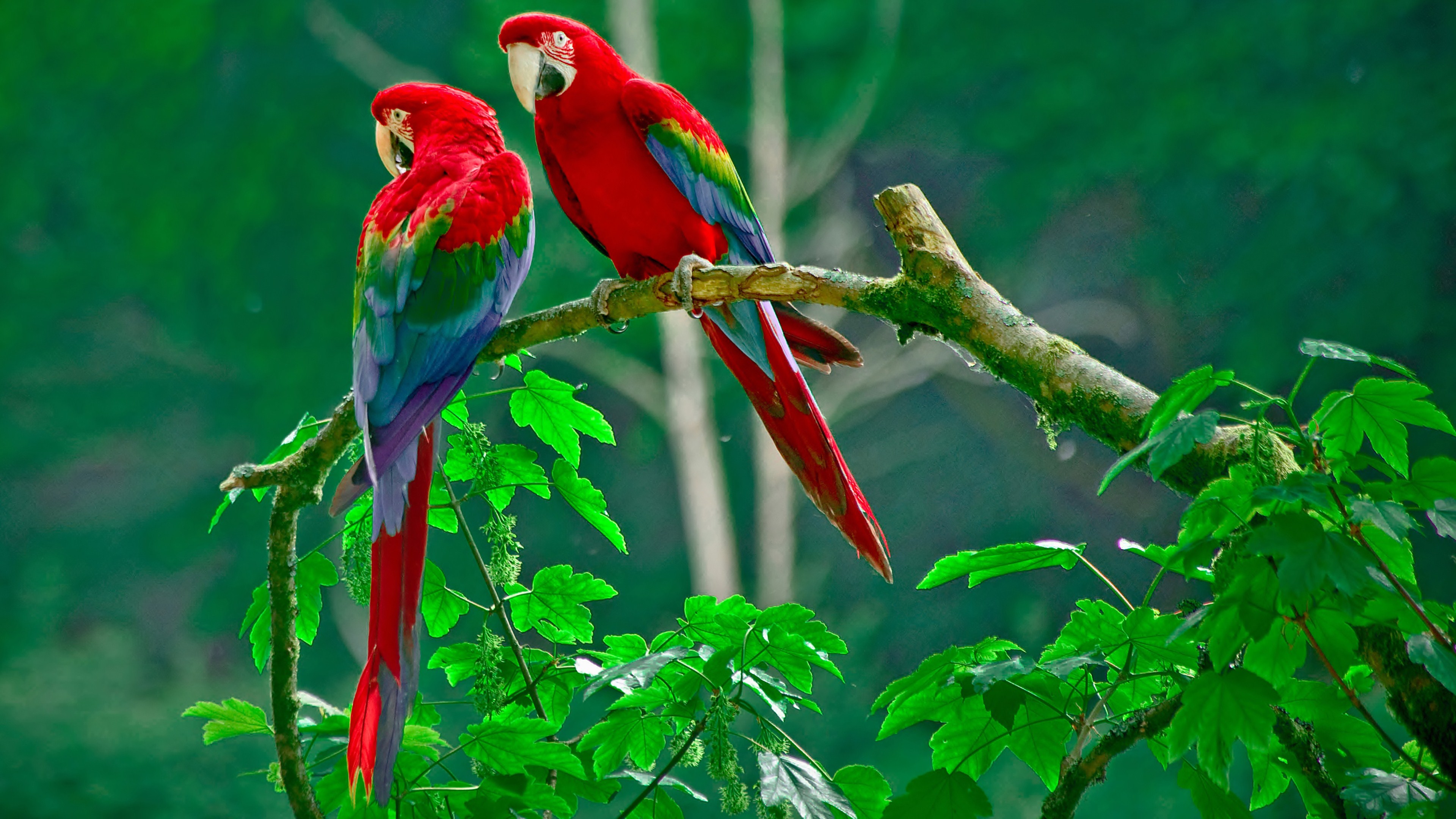 Tuyển chọn hình nền các loài chim đẹp nhất thế giới - [Kích thước hình ảnh: 3840x2160 px]