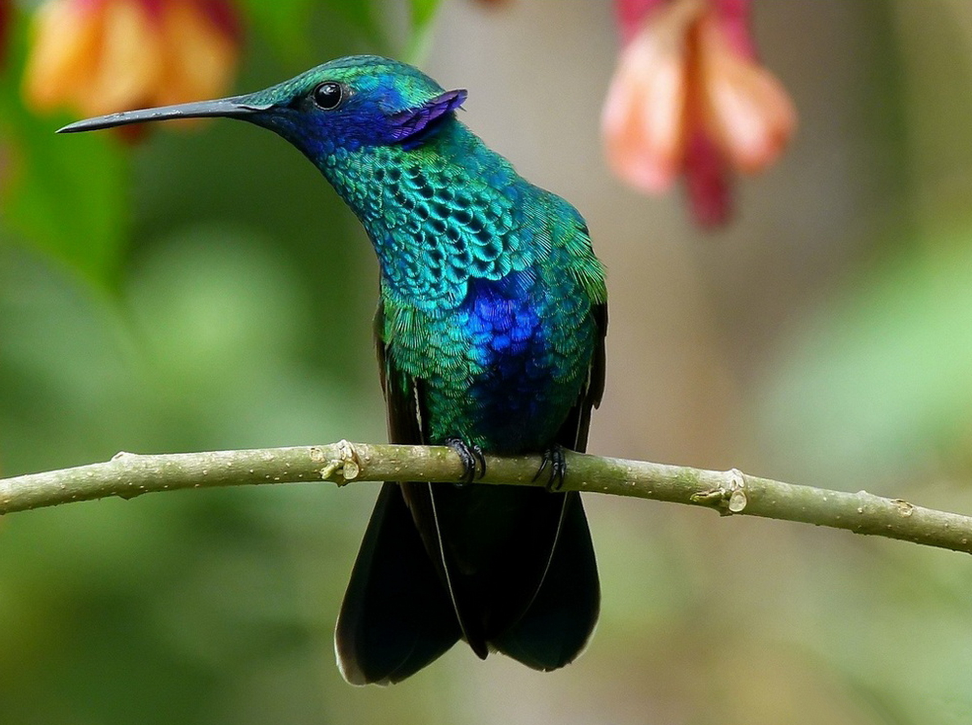 Tuyển chọn hình nền các loài chim đẹp nhất thế giới - [Kích thước hình ảnh: 1920x1431 px]