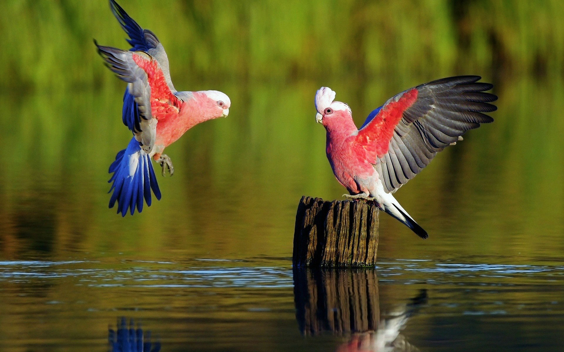 Tuyển chọn hình nền các loài chim đẹp nhất thế giới - [Kích thước hình ảnh: 1920x1200 px]