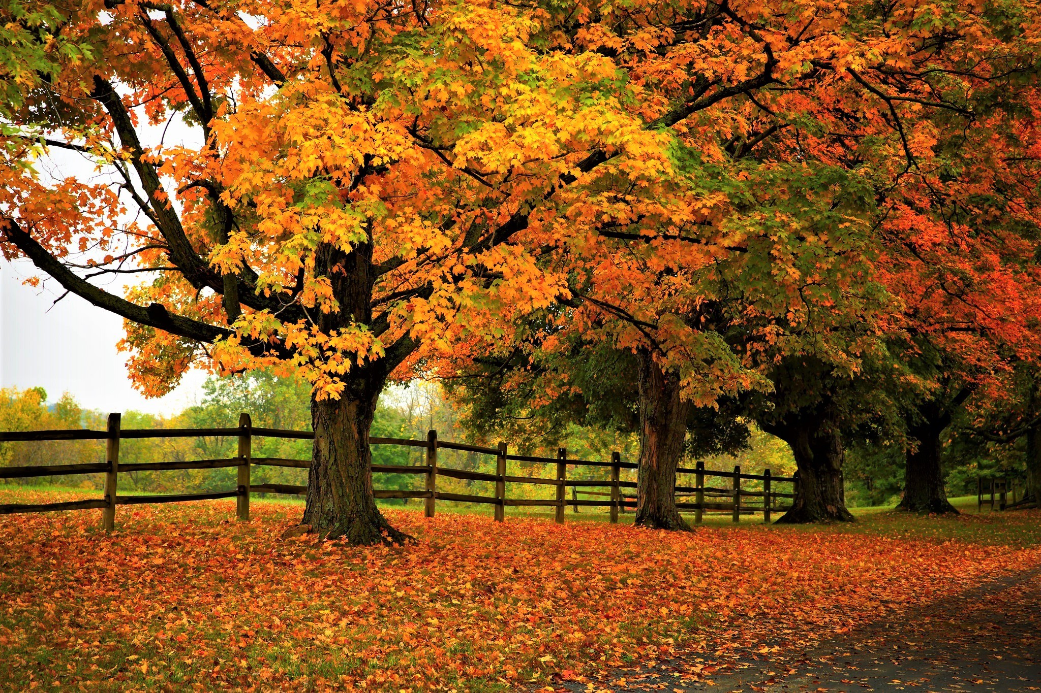 Bộ sưu tập hình nền mùa thu lá vàng đẹp và lãng mạn nhất - [Kích thước hình ảnh: 2048x1365 px]