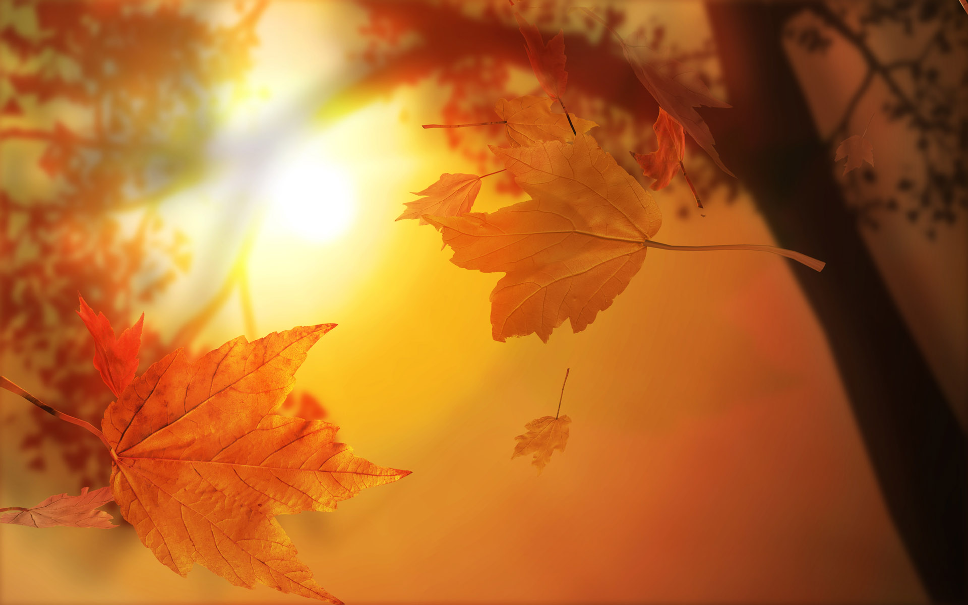 Bộ sưu tập hình nền mùa thu lá vàng đẹp và lãng mạn nhất - [Kích thước hình ảnh: 1920x1200 px]