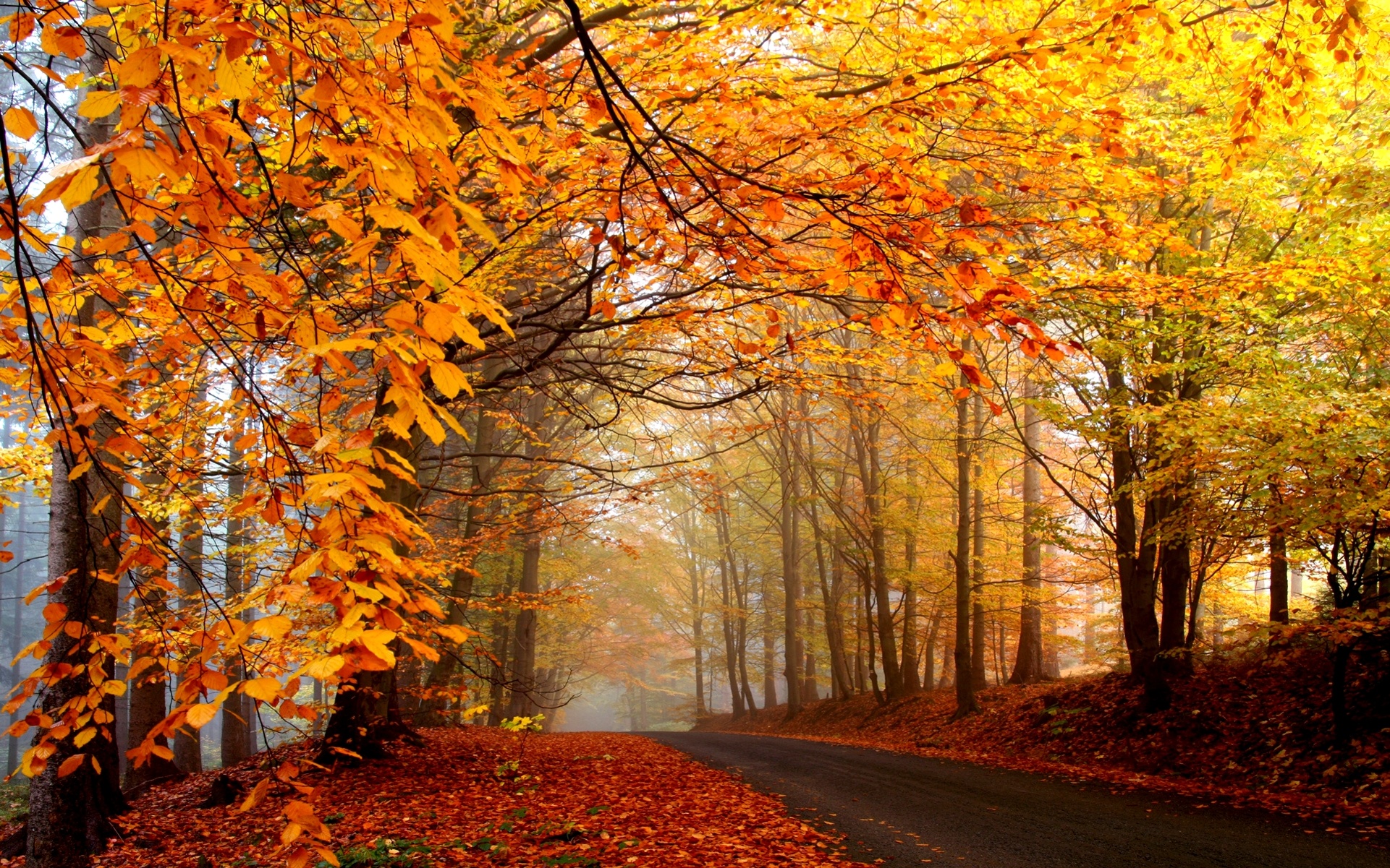 Bộ sưu tập hình nền mùa thu lá vàng đẹp và lãng mạn nhất - [Kích thước hình ảnh: 1921x1201 px]