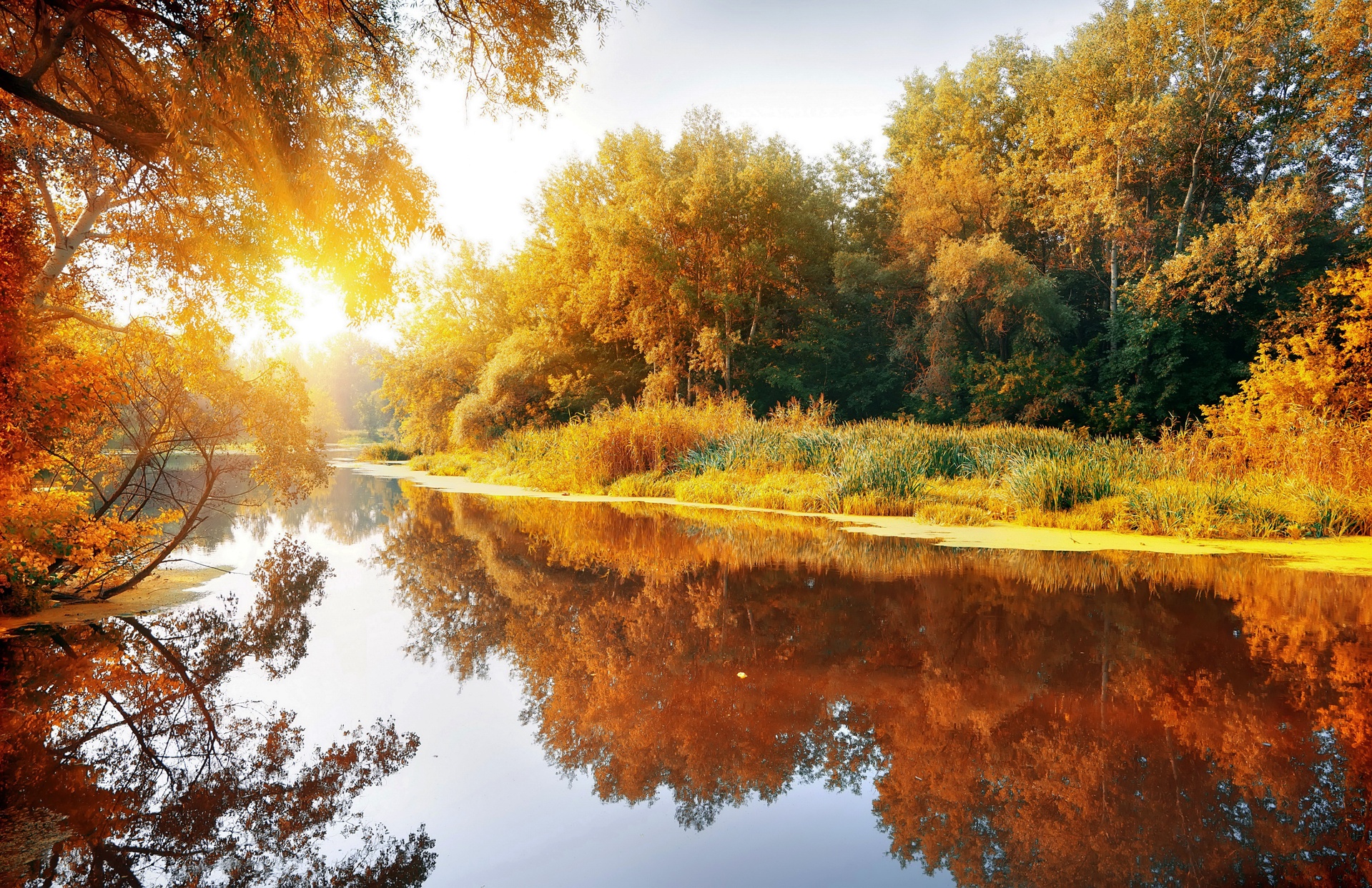 Bộ sưu tập hình nền mùa thu lá vàng đẹp và lãng mạn nhất - [Kích thước hình ảnh: 1919x1243 px]